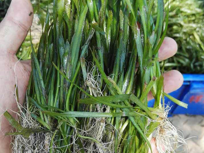 矮生苦草